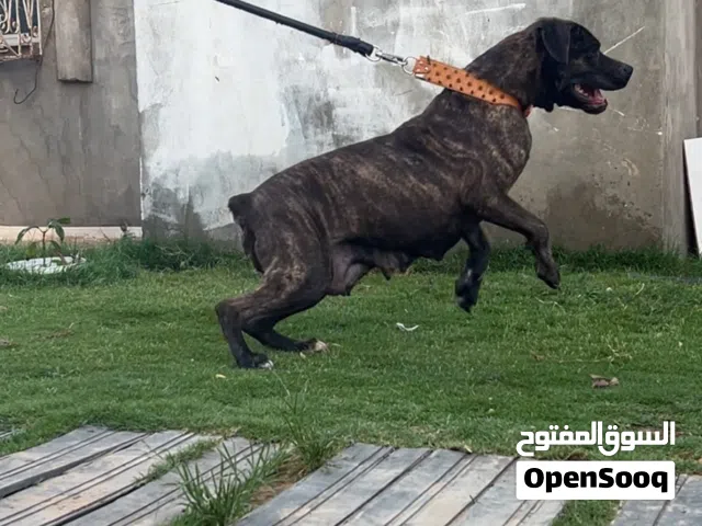 انثه دبابه ربي يبارك للبيع