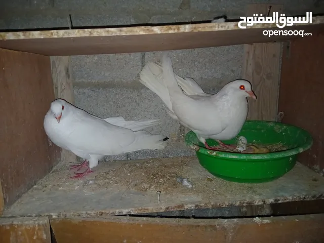 كوبية حمام تلوتي تحته فرخين