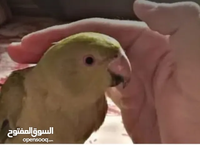 متوه بعمر 5 شهور أليف جدا ويحب اللعب ويتعلق بصاحبه .. متوفر فيديو .. والسعر شامل طعام الطير والتوصيل