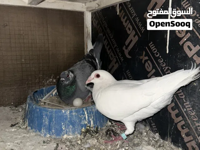 زوج زواجل خانه شرط تبزير