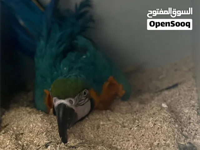 للبيع ذكر بلو للانتاج