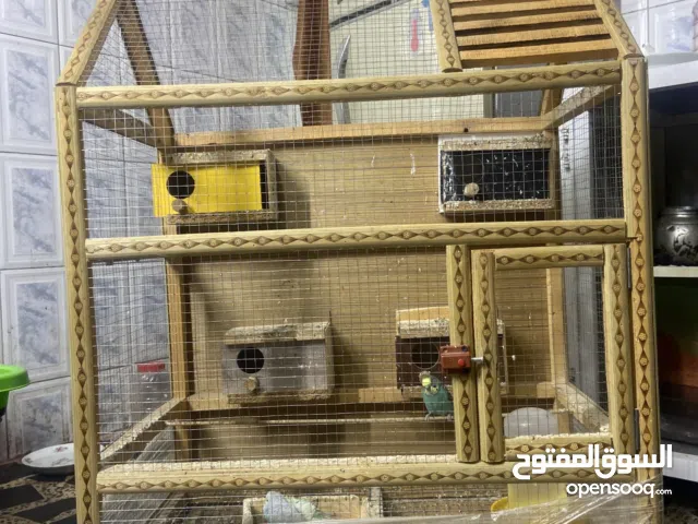 طيور حب للبيع