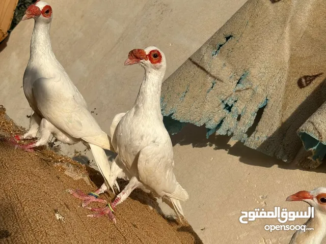 متاح 3 جواز شغالات