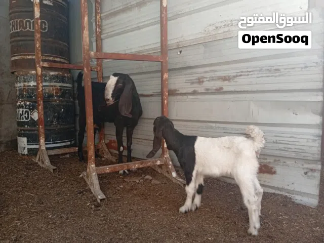 السلام عليكم الوصف مهم