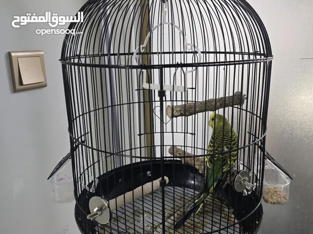 parakeet (budgie) with cage and stand