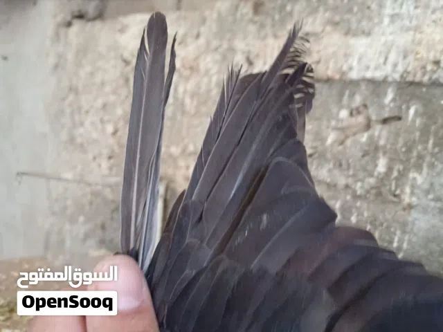 طيره مخلفه اول خيرها مقفله بريشتين بذيلها  طيره بالصلاة على النبي. في مشكله بأخر اكم ريشه من جناحها