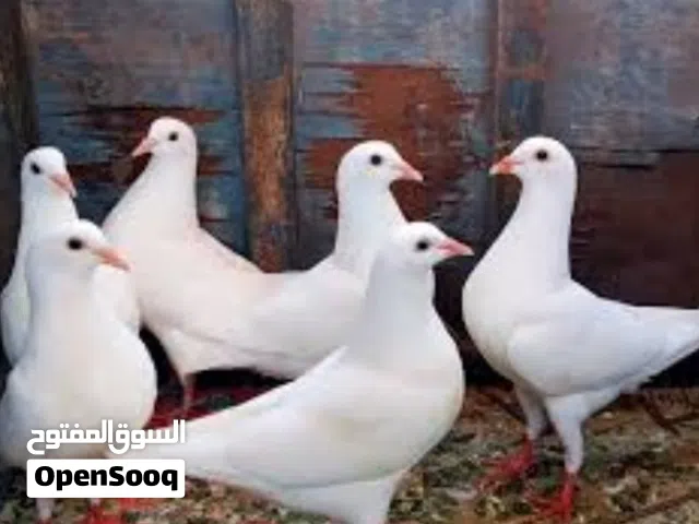 حمام فرنسي حجم جامبو للبيع