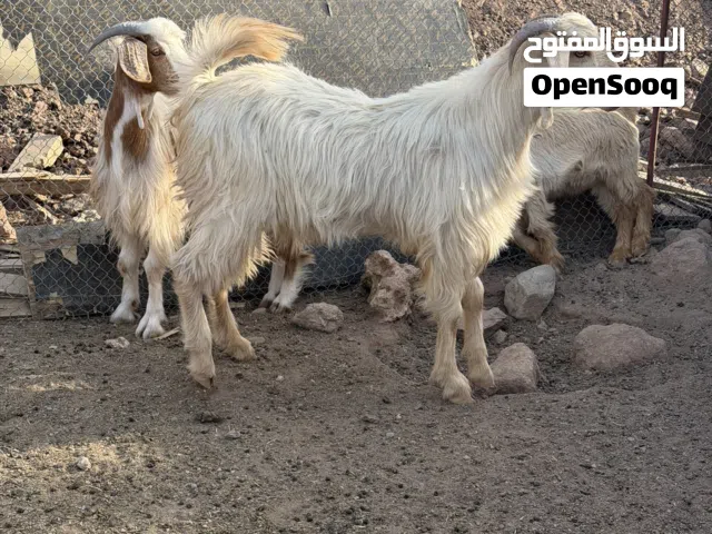 للبيع تيوس مخصيه الوصف