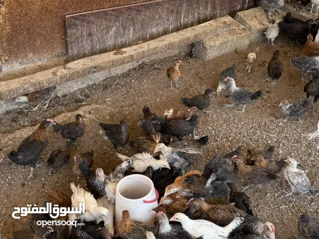 صيصان دجاج فيومي