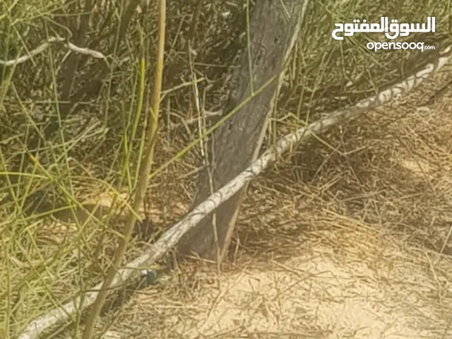 Residential Land for Sale in Tripoli Al-Azeeb
