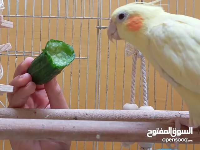 زوج كروان البينو منتج للبيع تحته بيض غير مخصب