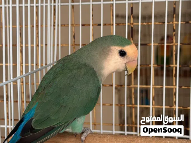 انثى روز منتجه 100%