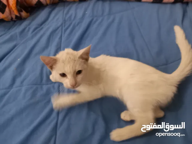 Cute White Cat / قطة بيضاء لطيفة