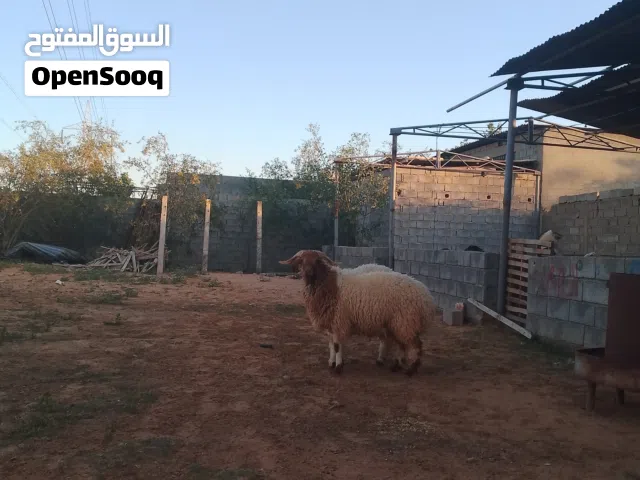 اضاحي الله يبارك متناول الجميع
