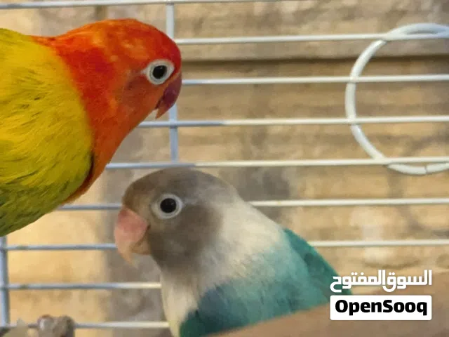 زوج روز بالألوان النادره للإنتاج مع القفص