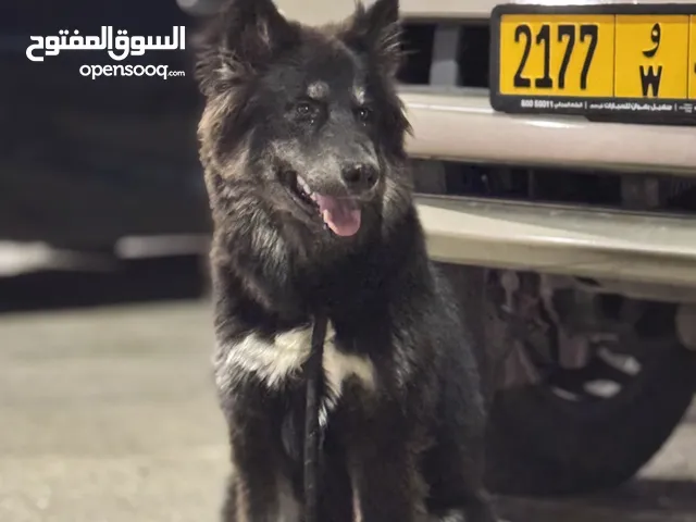 عرض العيد هاسكي 150