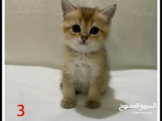 كتن سكوتش جولد فولد وستريت فل بيور مستوى عالى بفضل الله