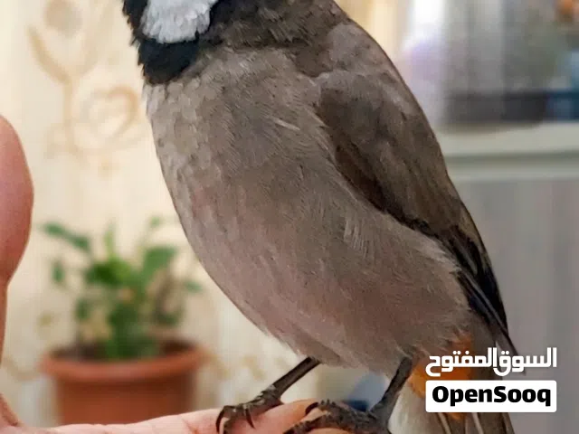 بلبل اليف للبيع