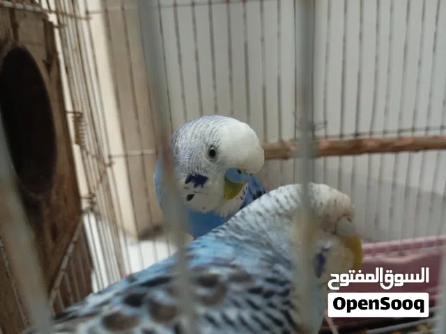 كوبيه بقليوني مضمونه مدحيه مره وحده بس وذكر فردي اجليزيات كلهم