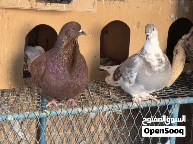 فرش وتاكسن