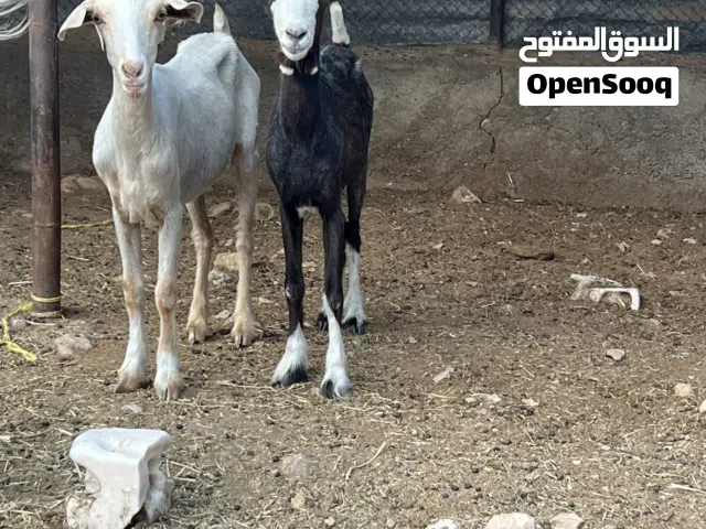 للبيع غنم ثنتين حلال طيب وصغار ماشاءالله والعالم الله انهن عشار