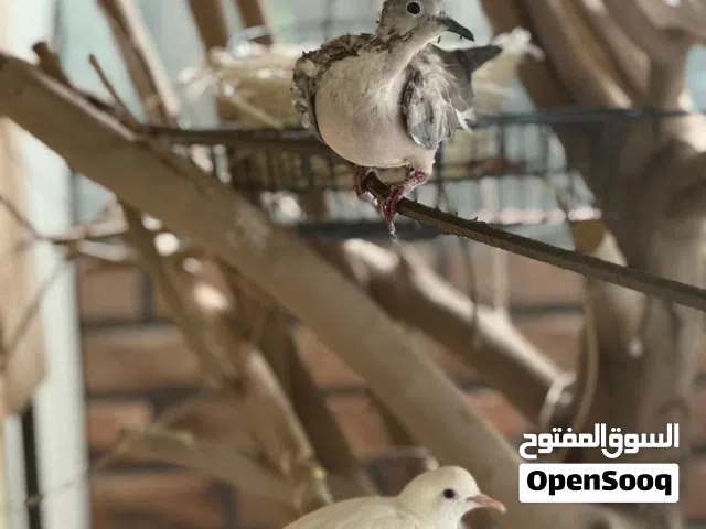 للبيع فقط عفاد