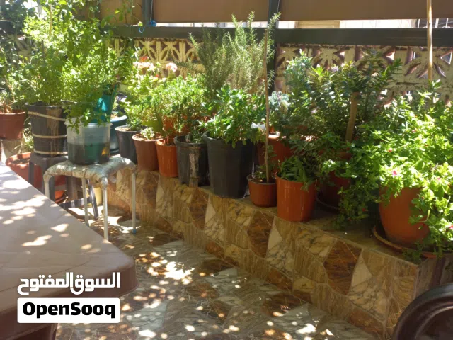 نباتات وزهور زريعه داخل قوارير للبيع