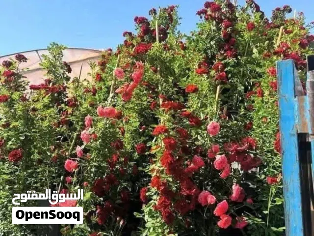 يتوفر لدينا جميع أنواع الأشجار الداخلية والخارجية وتوفر لدينا عمل ديكورات لجميع المنازل