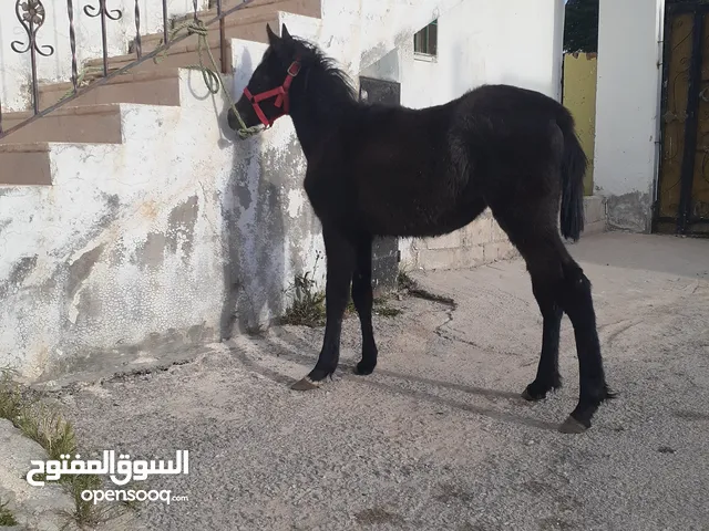 مهره عمرها اربع شهور للبيع بسعر مناسب لجميع