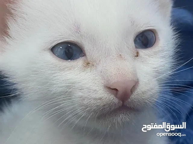 قطط صغيرة للتبني عمرهم 50 يوم نظيفين ومعوضين ومعلمين على اللتر بوكس
