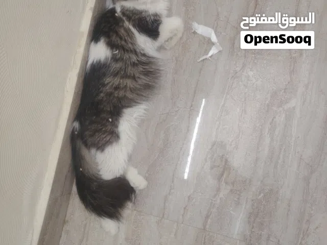 قطط للتبني اعمارشهرونص لشهرين