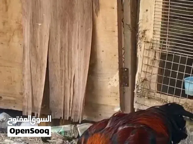 ديك باكستاني مستورد نسل ممتاز