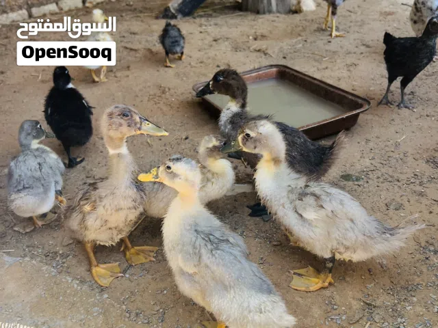 بط زينـة للبيع عمر 30 يوم