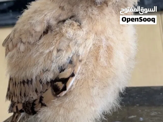 Baby Eurasian Eagle Owl بومة نسرية