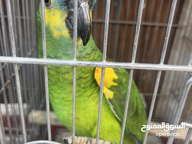 بلو فرونتد جاكو يلو فيس أليف متكلم جاكو حبة  للباحثين عن التميز تابع الوصف