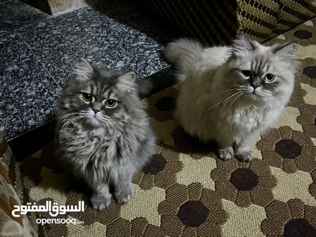 قطط هملايا عدد 2