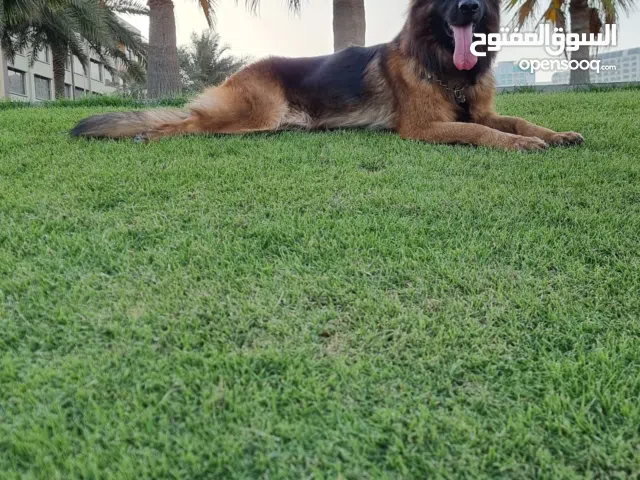 للبيع جير من شيبرد لونغ هير - شو لاین معتمد. بنية ممتازة، مواصفات قياسية، مناسب للعرض والتربية.