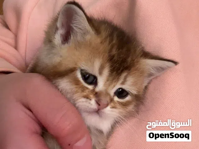 سكوتش ستريت جولدن