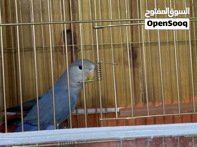عصفور ببغاء روز أليف جداً