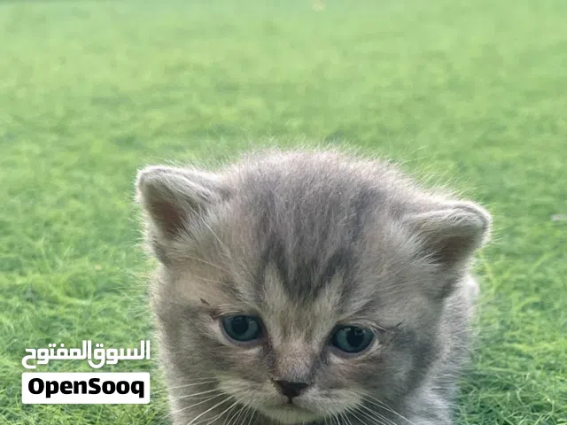 قطة سكوتش فولد عمر شهر ونص تقريبا متاحه للبيع