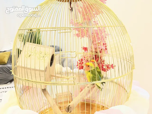 زوج روز طفره نادر مع قفص كبير و بياضه