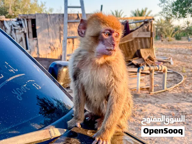 قرد ذكر نوع ( المكاك )