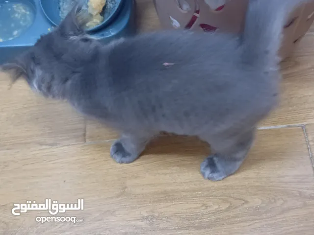 قط ذكر للتبني