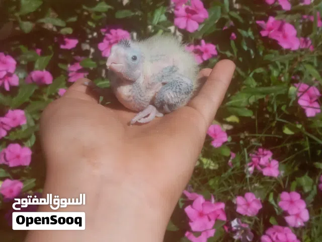 إنتاج كوكتيل