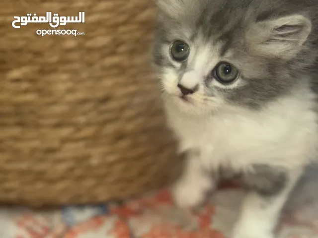قطه عمر شهرين للتبني