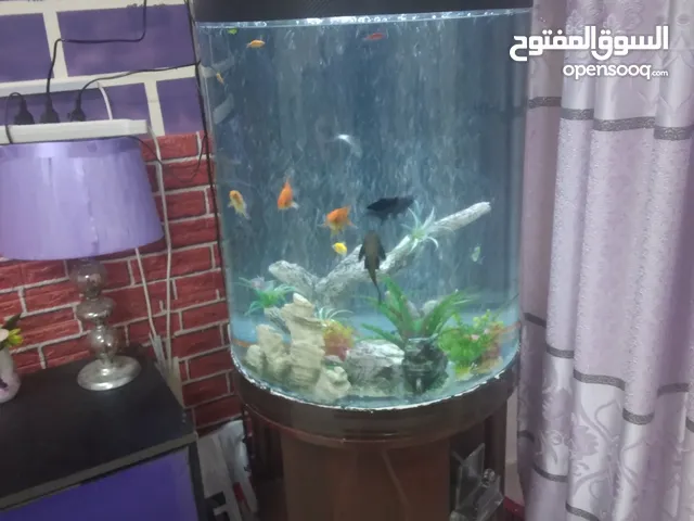 fish aquarium