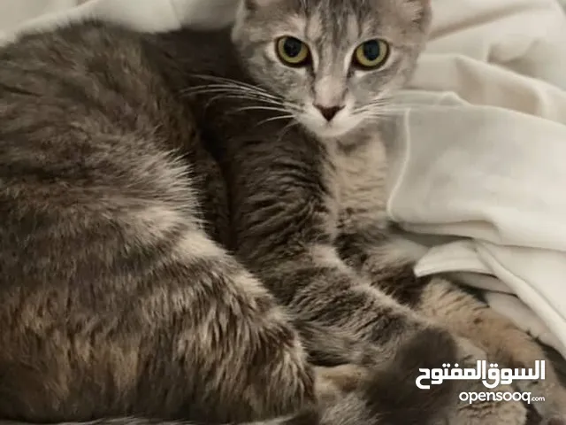 قطط لتبني الأم سنه والذكر شهر