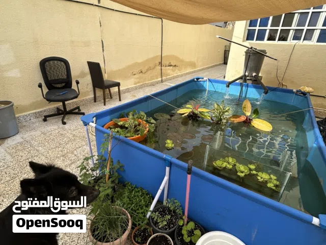MONSTER FISH collection for sale