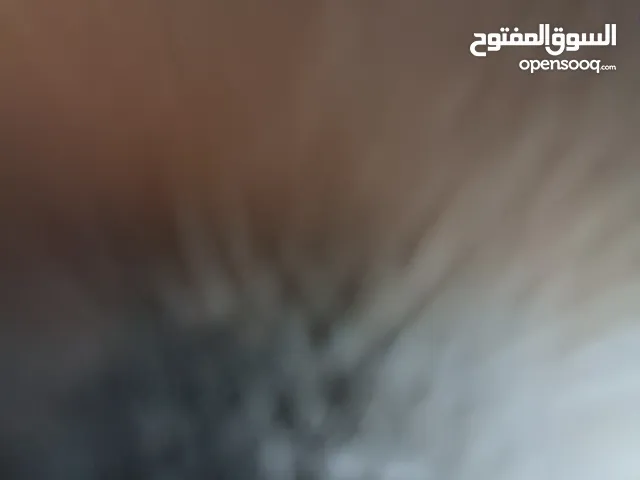 Used Opel Corsa in Nablus