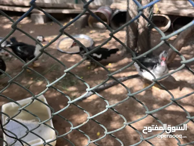 بط بحاله ممتازه للبيع